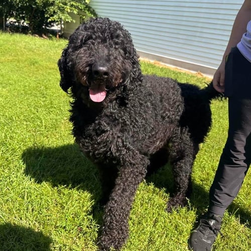 JACKSON - Labrador Retriever / Poodle (unknown type) available for adoption