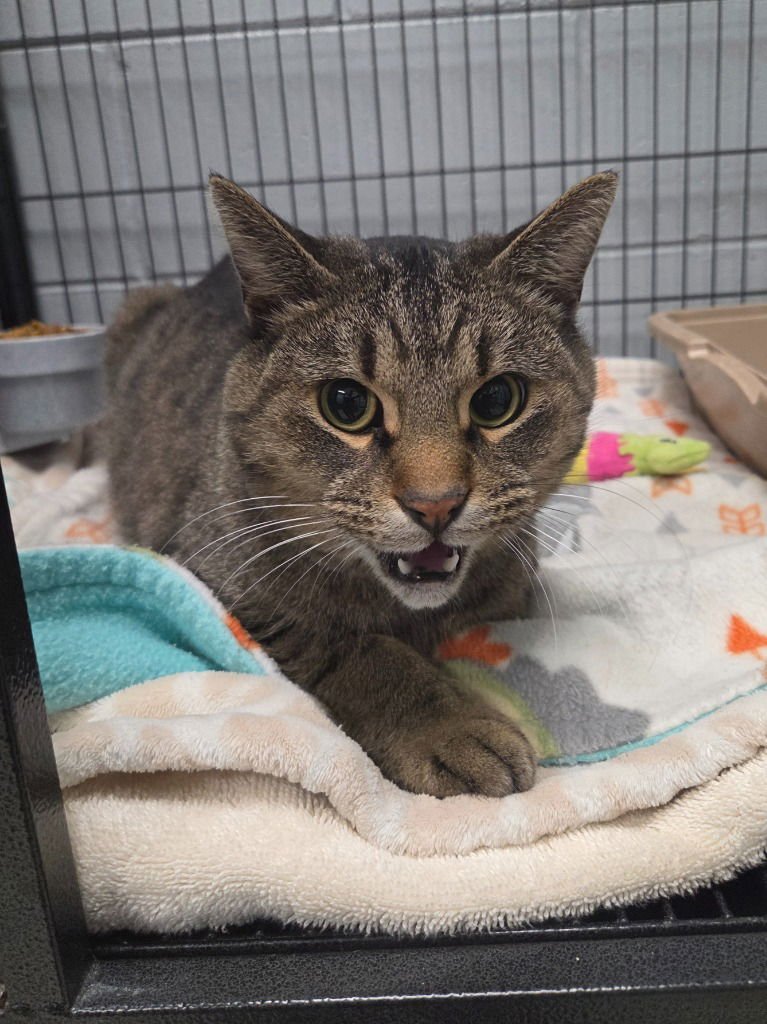 FROSTY - Domestic Short Hair available for adoption