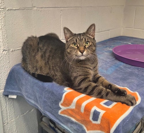 FROSTY - Domestic Short Hair available for adoption