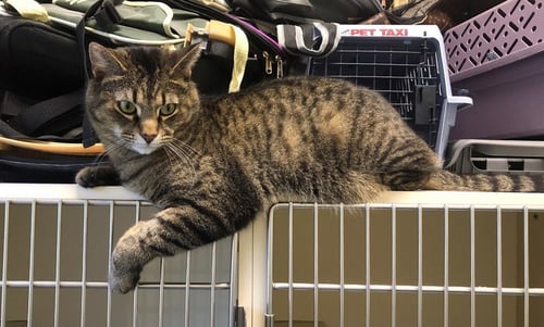 FROSTY - Domestic Short Hair available for adoption