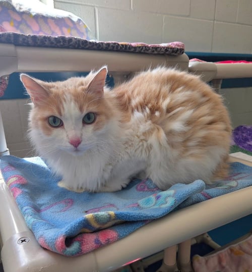 PETE - Domestic Long Hair available for adoption