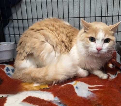 PETE - Domestic Long Hair available for adoption