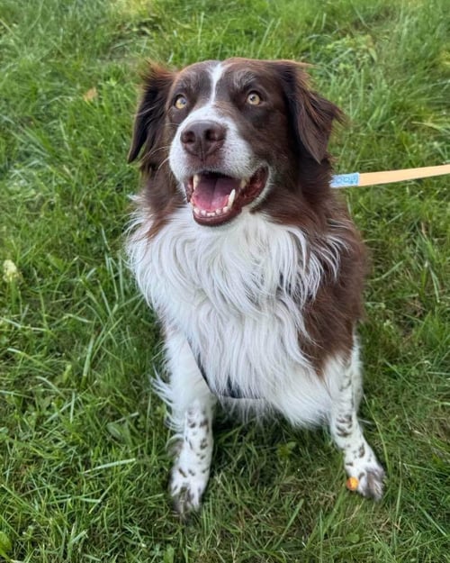 MILO 2 - Australian Shepherd / Labrador Retriever available for adoption