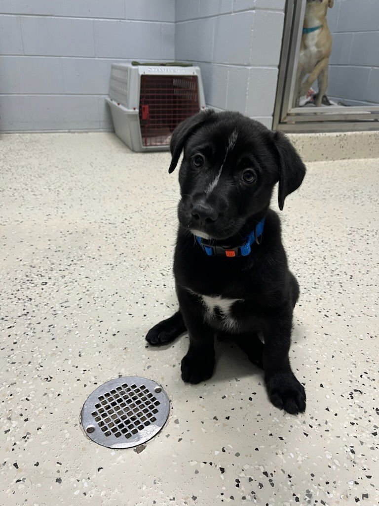 SKUNK - Shepherd available for adoption