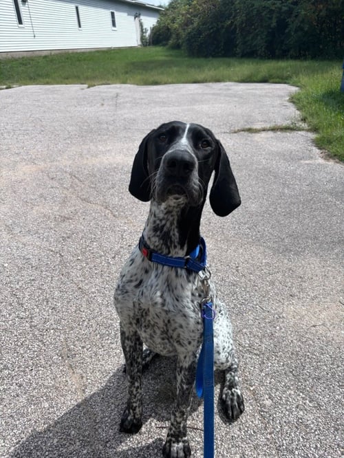 SPARROW - German Shorthaired Pointer available for adoption