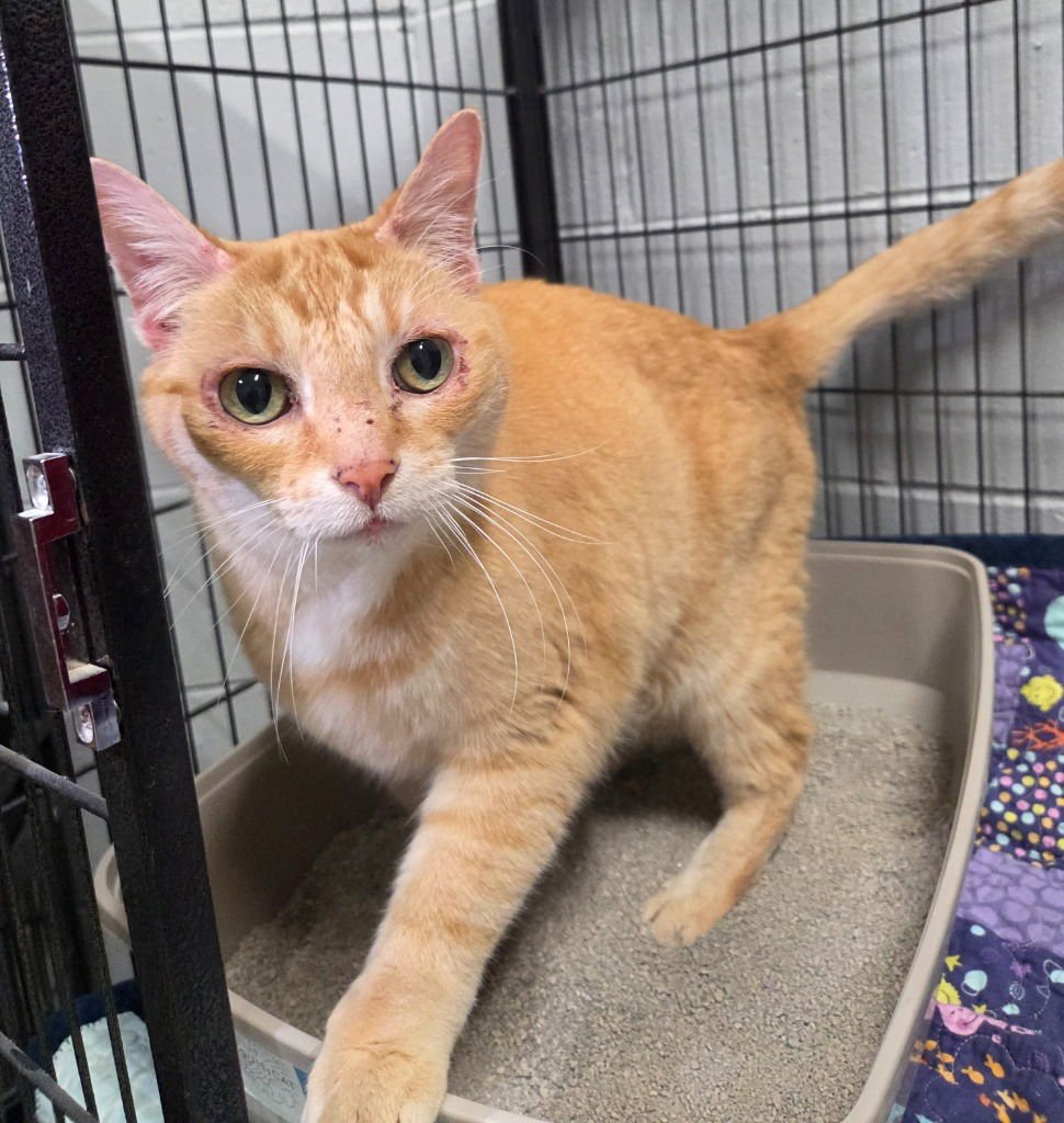 FIREBALL - Domestic Short Hair available for adoption