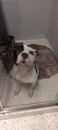 Petey - Photo 4