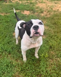 Petey - Photo 3
