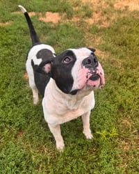 Petey - Photo 4