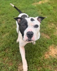 Petey - Photo 2