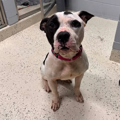 PETEY - American Staffordshire Terrier available for adoption