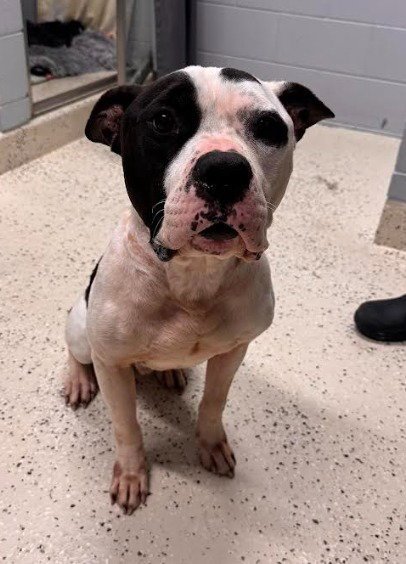 PETEY - American Staffordshire Terrier available for adoption