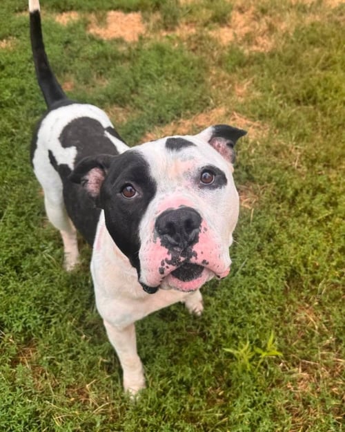 PETEY - American Staffordshire Terrier for adoption in Grand Rapids