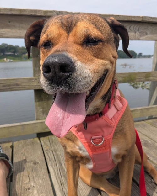 SONIA - Rottweiler available for adoption