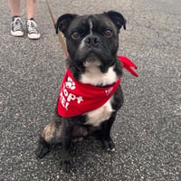 Rocky (Rocco) - Photo 1