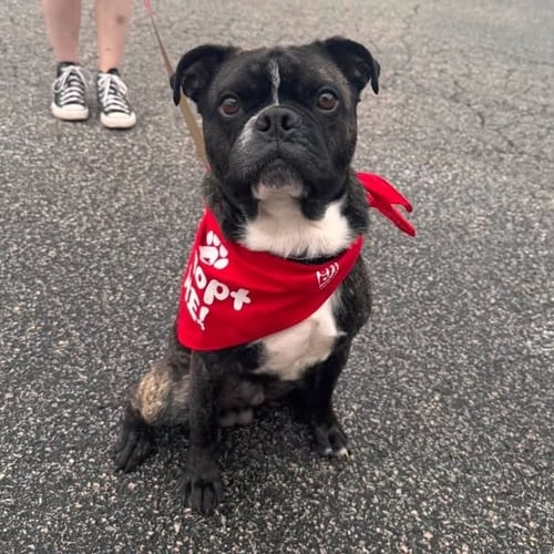 ROCKY (ROCCO) - Boston Terrier / Pug available for adoption