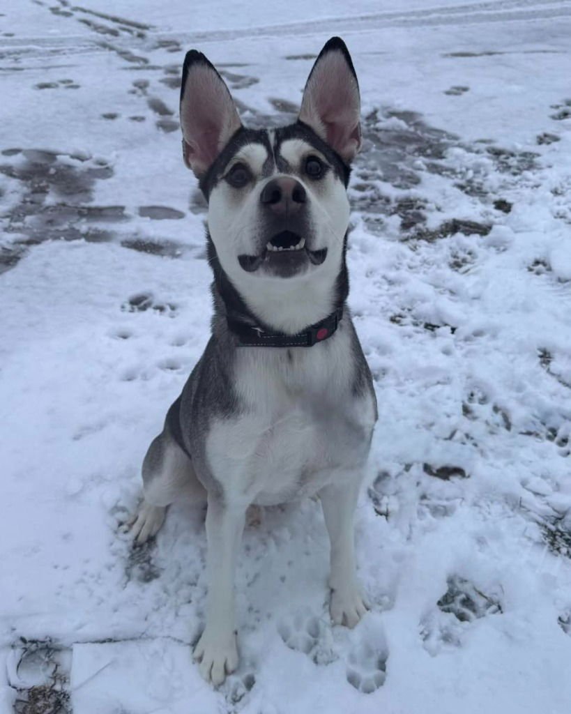 BUCK - Husky available for adoption