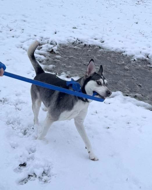 BUCK - Husky available for adoption