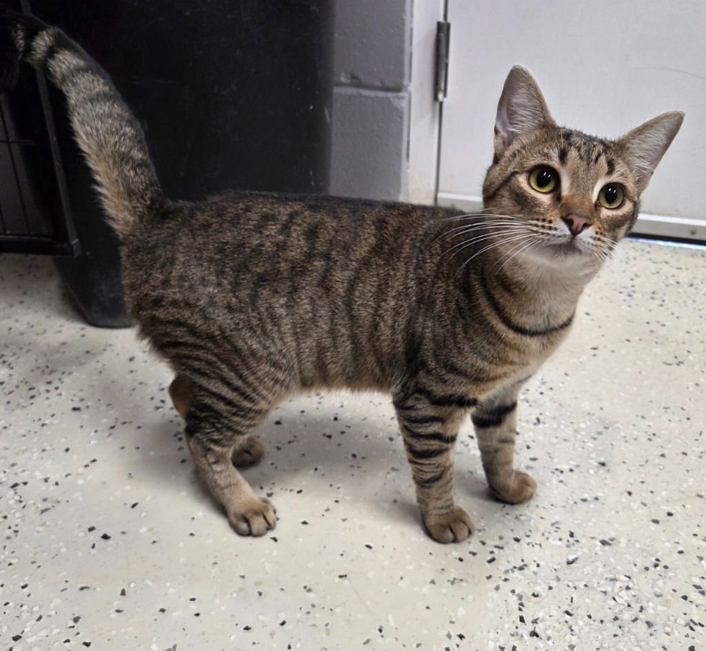TOBY - Domestic Short Hair for adoption in Grand Rapids