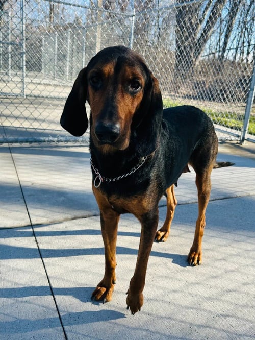 ZARA - Coonhound available for adoption