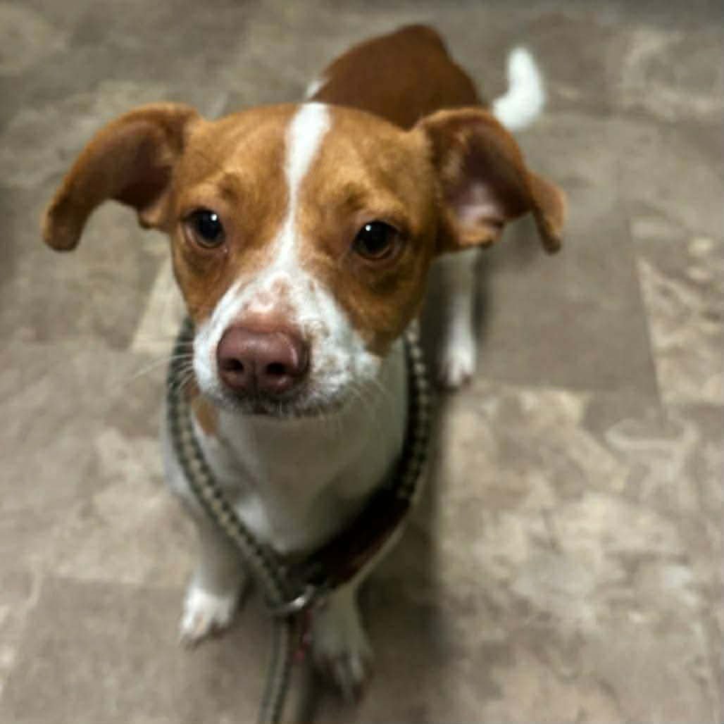 NOLAN - Dachshund / Jack Russell Terrier available for adoption