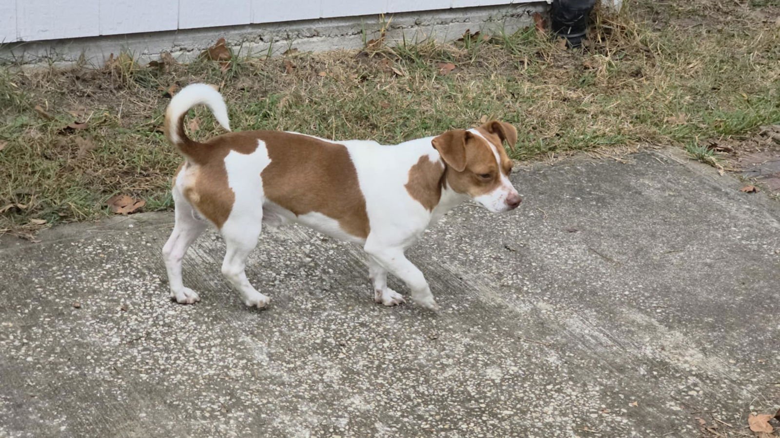 NOLAN - Dachshund / Jack Russell Terrier available for adoption