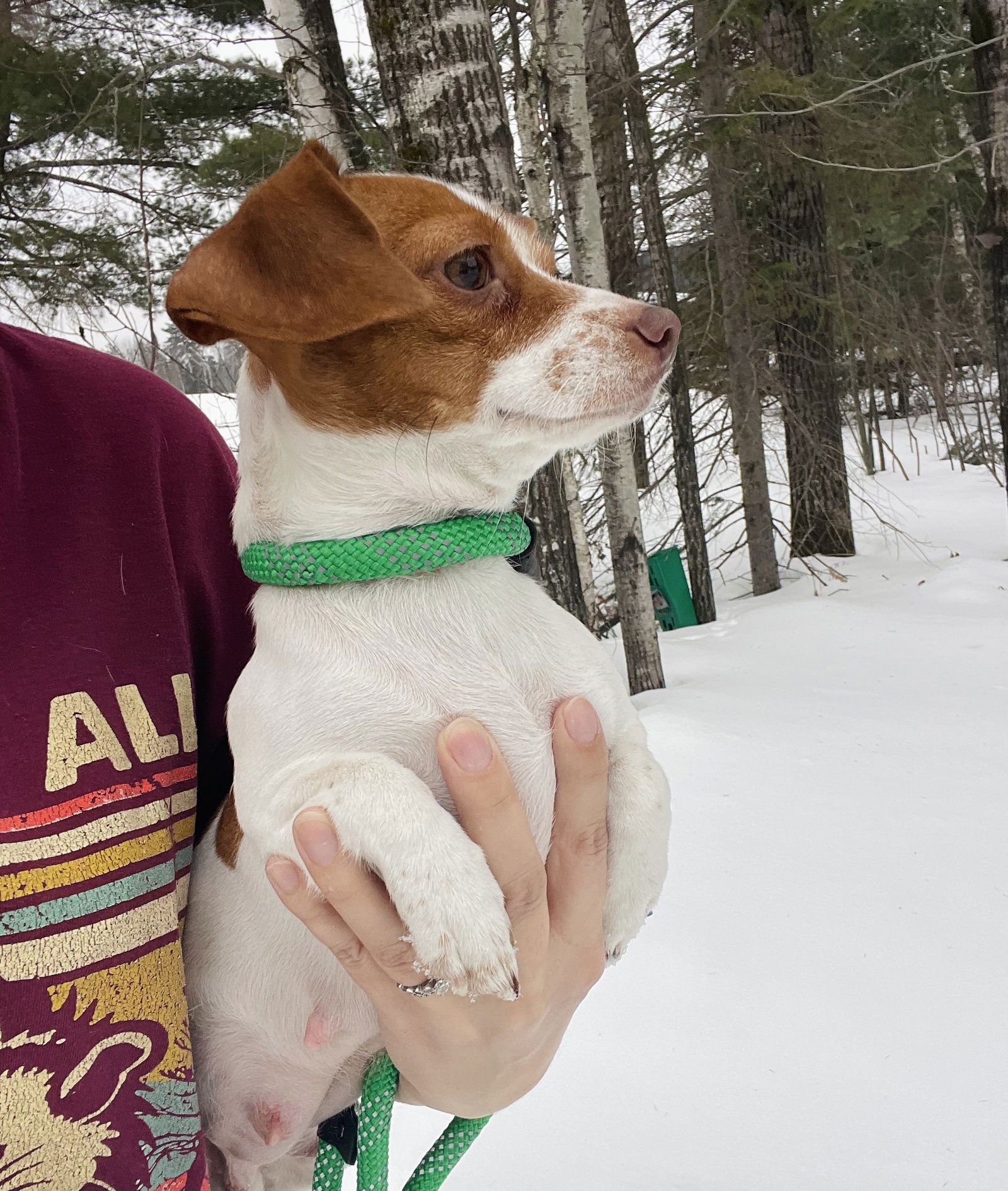 MERRYWEATHER - Dachshund / Jack Russell Terrier available for adoption