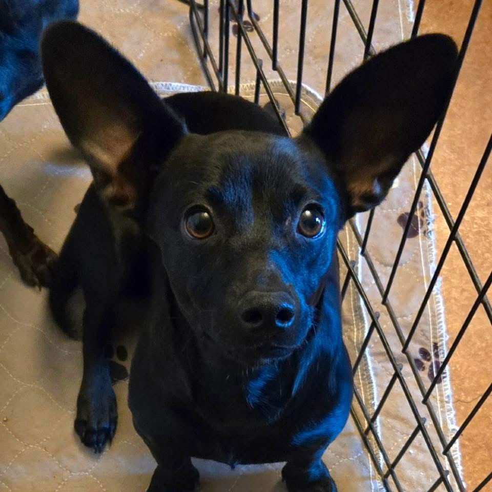 REESE - Dachshund / Chihuahua available for adoption