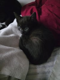LUNA - Photo 1