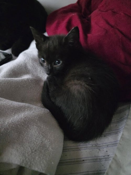 LUNA - American Shorthair available for adoption