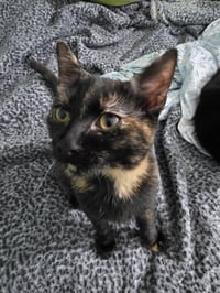 MINERVA - Photo 1