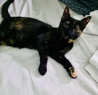 MINERVA - Photo 2