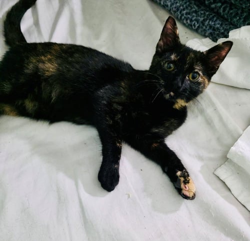 MINERVA - American Shorthair available for adoption