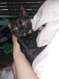 MINERVA - Photo 3