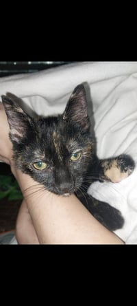 MINERVA - Photo 4