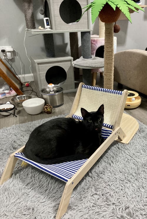 VAMP - Domestic Short Hair available for adoption