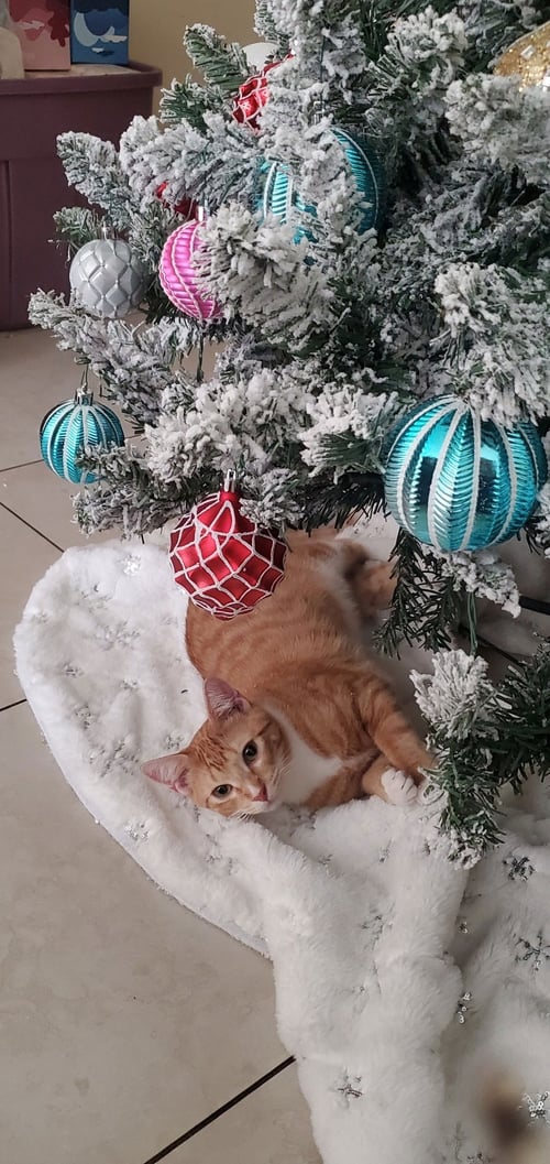 BART - American Shorthair available for adoption