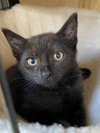 BELLATRIX baby - Photo 1