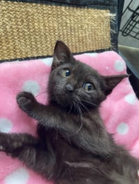 BELLATRIX baby - Photo 2