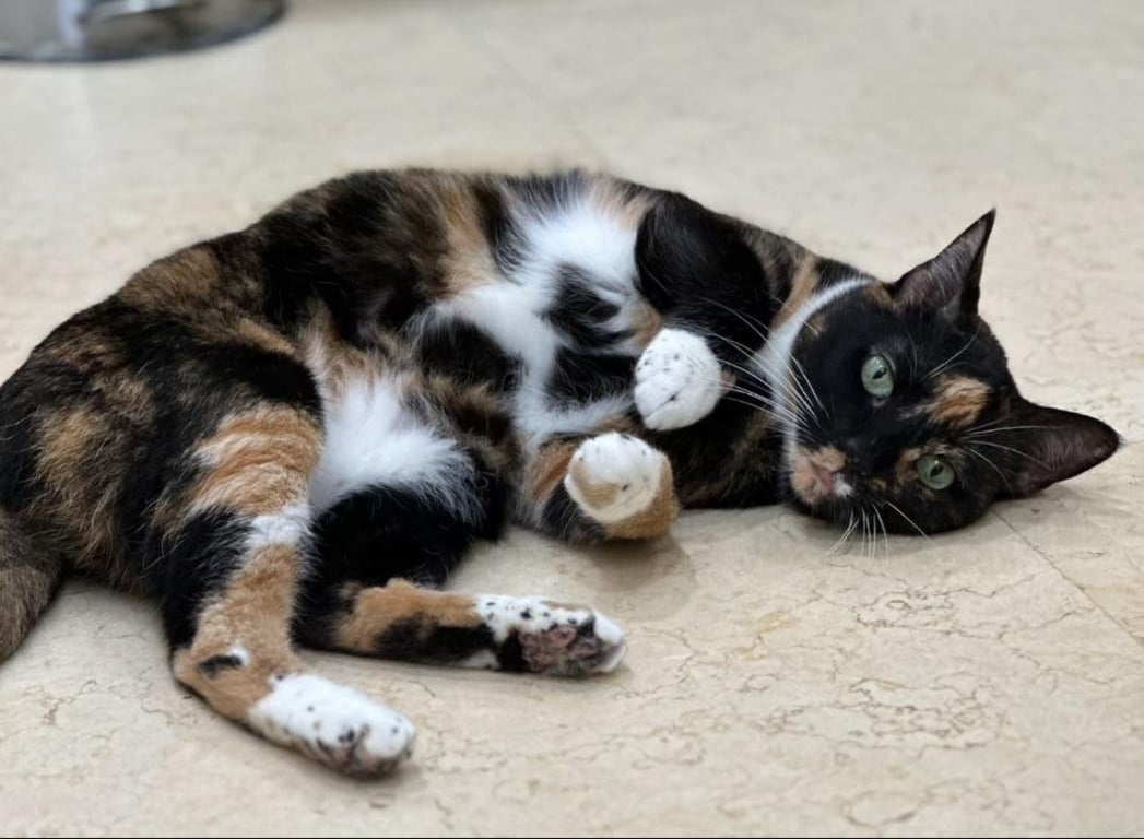 SCOOTER (female) Image