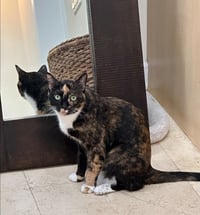 SCOOTER (female) - Photo 2