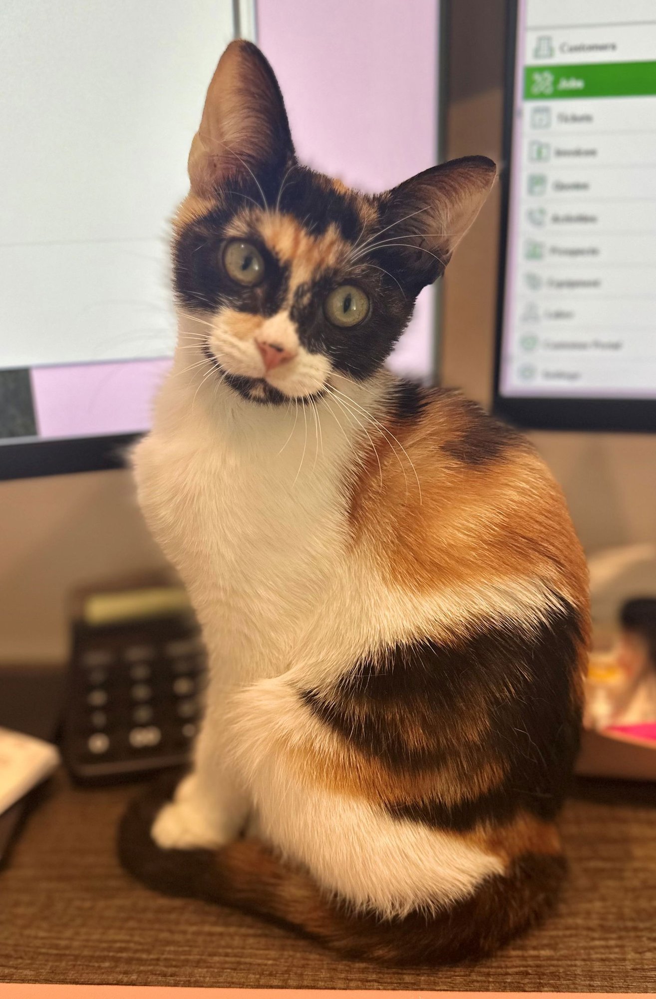 AUTUMN BABY - Calico available for adoption