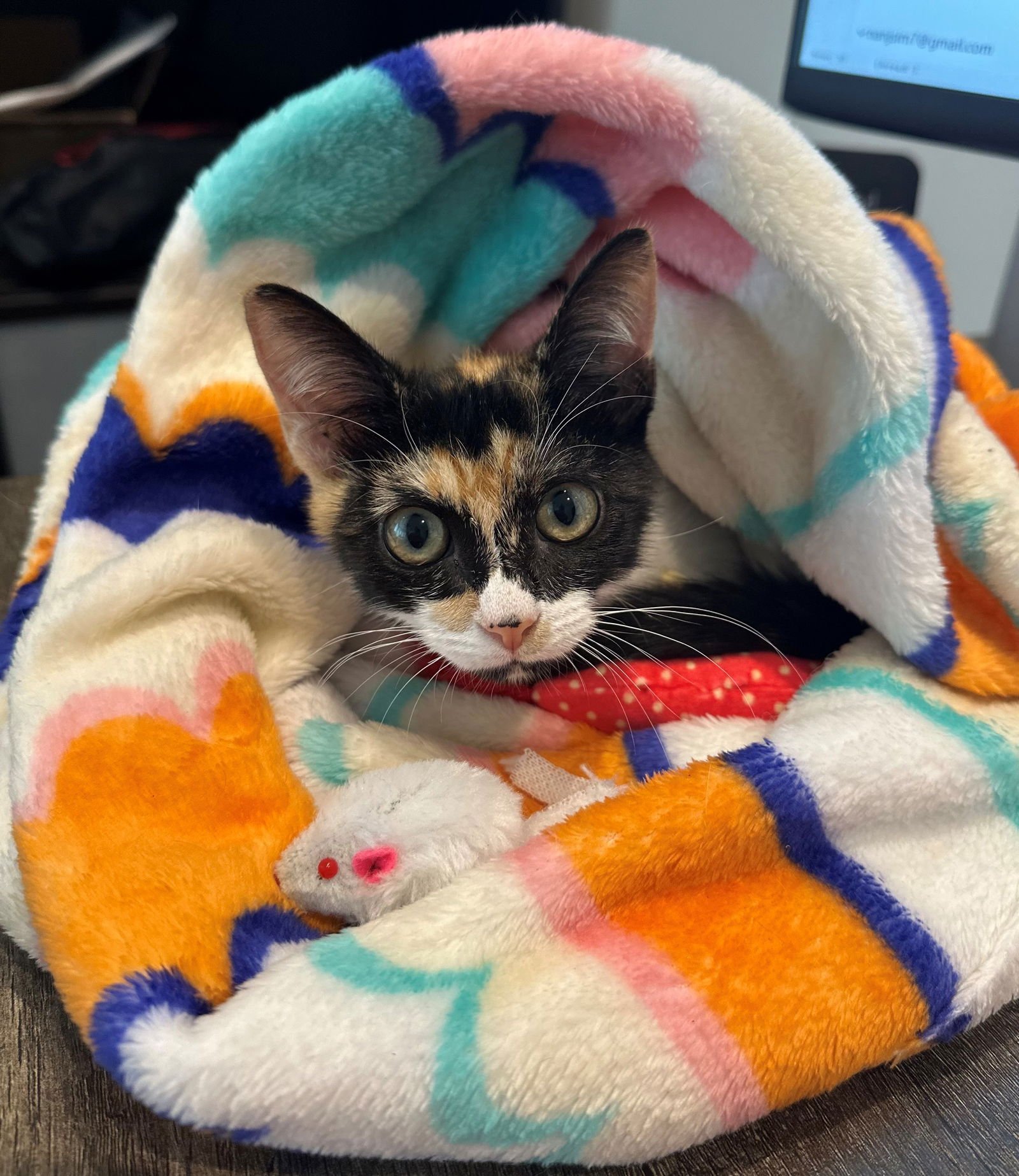 AUTUMN BABY - Calico available for adoption
