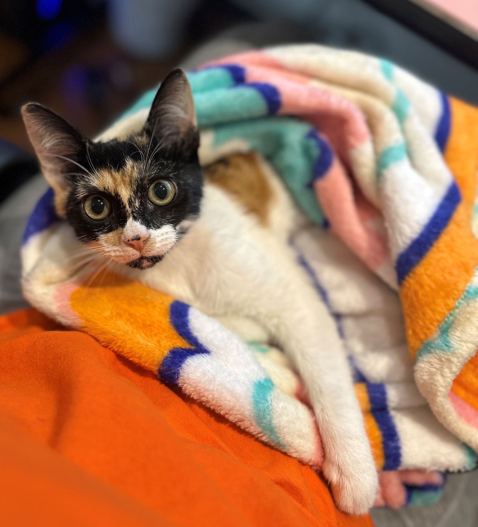 AUTUMN BABY - Photo 3