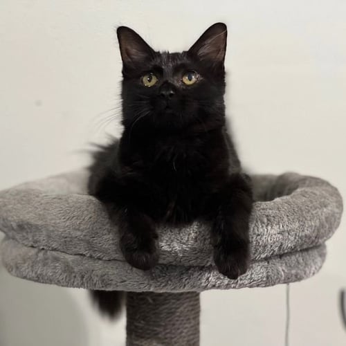 PUFFY - Domestic Long Hair available for adoption