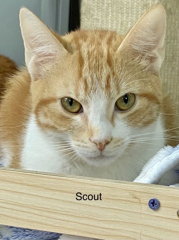 SCOUT Image