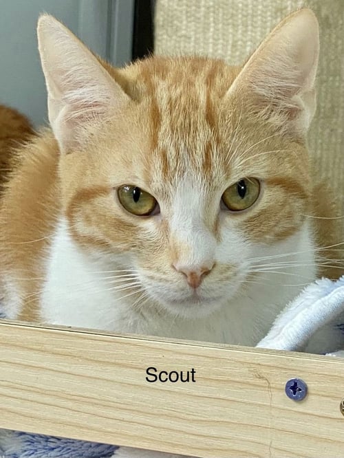 SCOUT - Tabby available for adoption