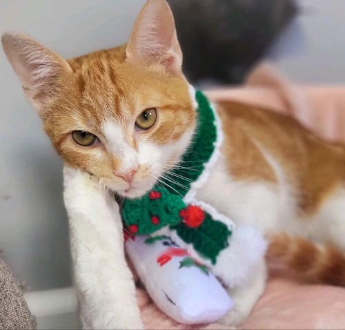 SCOUT - Tabby available for adoption