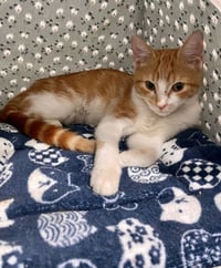 SCOUT - Photo 4