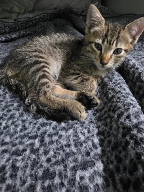 MINI - American Shorthair available for adoption